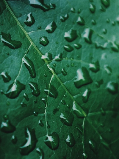 The drops on green leaves
